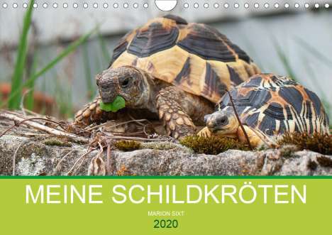 Marion Sixt: Sixt, M: Meine Schildkröten (Wandkalender 2020 DIN A4 quer), Kalender