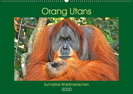 Anja Edel: Edel, A: Orang Utans Sumatras Waldmenschen (Wandkalender 202, Kalender