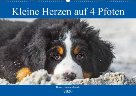 Sigrid Starick: Starick, S: Kleine Herzen auf 4 Pfoten - Berner Sennenhunde, Kalender