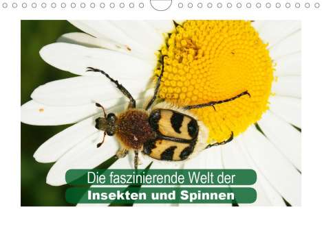 Karl-Hermann Althaus: Althaus, K: Die faszinierende Welt der Insekten und Spinnen, Kalender