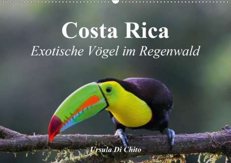 Ursula Di Chito: Di Chito, U: Costa Rica - Exotische Vögel im Regenwald (Wand, Kalender