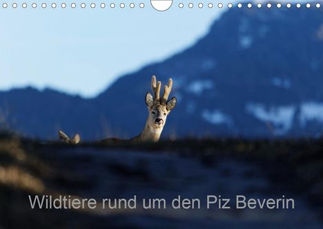 Christian Danuser: Danuser, C: Wildtiere rund um den Piz BeverinCH-Version (Wa, Kalender