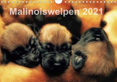 Susanne Schwarzer: Schwarzer, S: Malinoiswelpen 2021 (Wandkalender 2021 DIN A4, Kalender