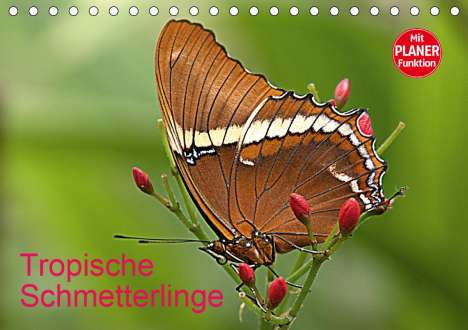 Arno Klatt: Klatt, A: Tropische Schmetterlinge (Tischkalender 2021 DIN A, Kalender