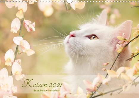 Janice Pohle: Pohle, J: Katzen 2021 Bezaubernde Samtpfoten (Wandkalender, Kalender
