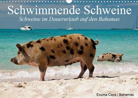 Elisabeth Stanzer: Stanzer, E: Schwimmende Schweine (Wandkalender 2021 DIN A3 q, Kalender