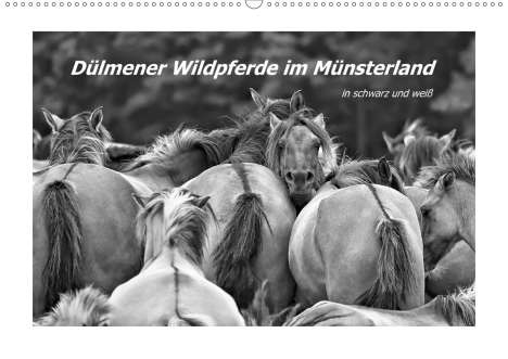 Bettina Hackstein: Hackstein, B: Dülmener Wildpferde im Münsterland in schwarz, Kalender