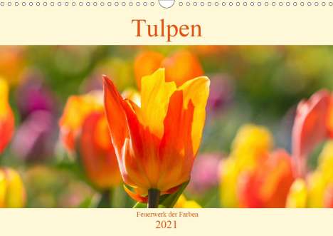 Monika Scheurer: Scheurer, M: Tulpen - Feuerwerk der Farben (Wandkalender 202, Kalender