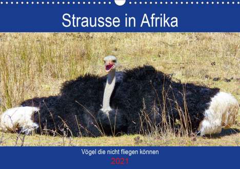 Barbara Fraatz: Fraatz, B: Strausse in Afrika (Wandkalender 2021 DIN A3 quer, Kalender