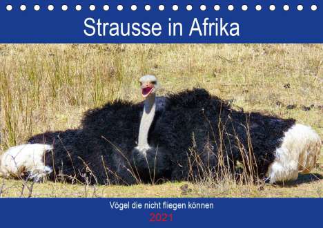 Barbara Fraatz: Fraatz, B: Strausse in Afrika (Tischkalender 2021 DIN A5 que, Kalender
