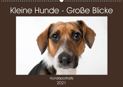 K. A. Akrema-Photography: Akrema-Photography, K: Kleine Hunde - Große Blicke (Wandkale, Kalender