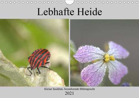 Kevin Andreas Lederle: Andreas Lederle, K: Lebhafte Heide - Kleine Insekten, bezaub, Kalender