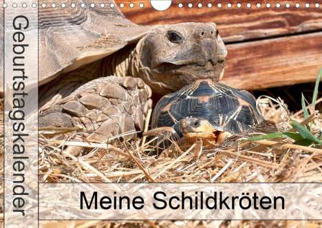 Marion Sixt: Sixt, M: Meine Schildkröten - Geburtstagskalender (Wandkalen, Kalender