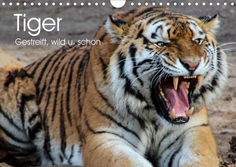 Elisabeth Stanzer: Stanzer, E: Tiger. Gestreift, wild u. schön (Wandkalender 20, Kalender
