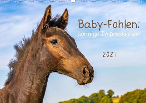 Margret v Conta: v Conta, M: Baby-Fohlen: sonnige Impressionen (Wandkalender, Kalender