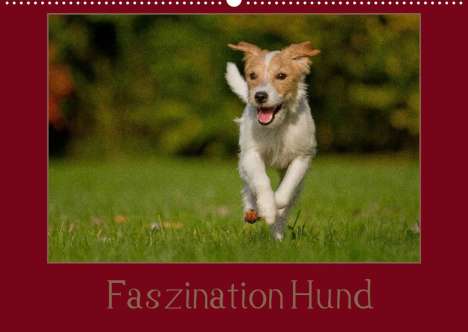 Tierfotografie Bischof: Bischof, T: Faszination Hund (Wandkalender 2022 DIN A2 quer), Kalender