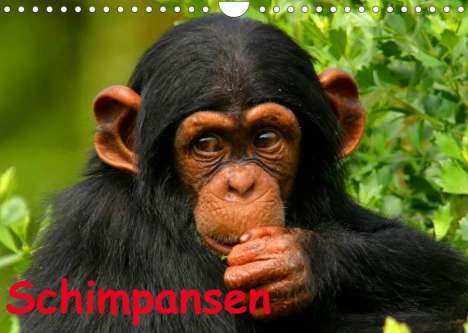 Elisabeth Stanzer: Stanzer, E: Schimpansen (Wandkalender 2022 DIN A4 quer), Kalender