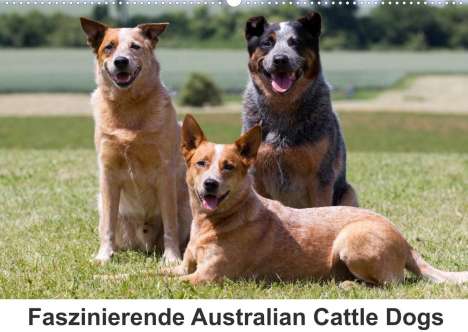 Fotodesign Verena Scholze: Verena Scholze, F: Faszinierende Australian Cattle Dogs (Wan, Kalender