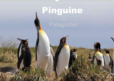 Clemens Göb: Göb, C: Pinguine in Patagonien (Wandkalender 2022 DIN A2 que, Kalender