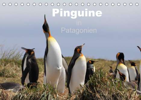 Ute Köhler: Köhler, U: Pinguine in Patagonien (Tischkalender 2022 DIN A5, Kalender