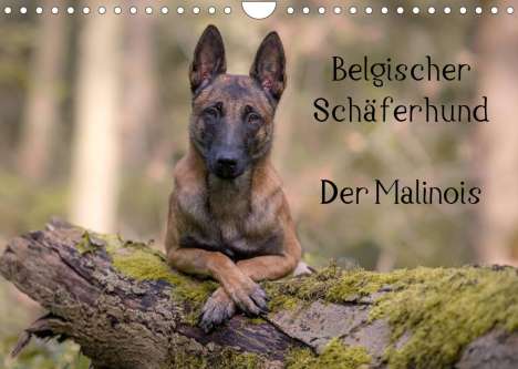 Tanja Brandt: Brandt, T: Belgischer Schäferhund - Der Malinois (Wandkalend, Kalender