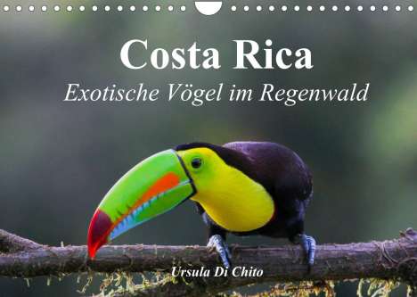 Ursula Di Chito: Di Chito, U: Costa Rica - Exotische Vögel im Regenwald (Wand, Kalender