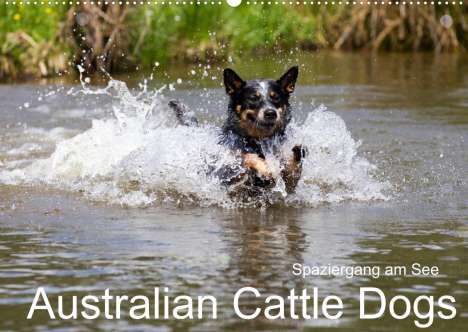 Fotodesign Verena Scholze: Verena Scholze, F: Spaziergang am See Australian Cattle Dogs, Kalender
