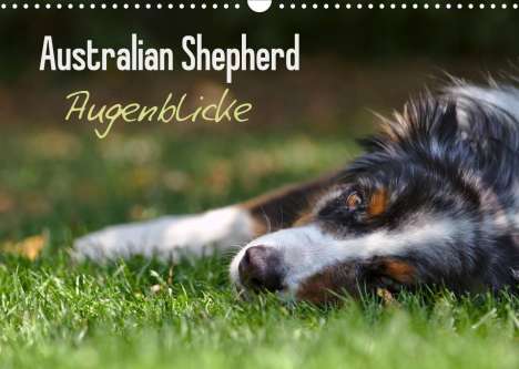 David Andrey: Andrey, D: Australian Shepherd - Augenblicke (Wandkalender 2, Kalender