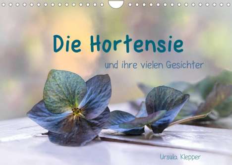 Ursula Klepper: Klepper, U: Hortensie und ihre vielen Gesichter (Wandkalende, Kalender