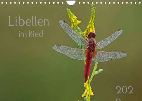 Dorothea Oldani: Oldani, D: Libellen im Ried (Wandkalender 2022 DIN A4 quer), Kalender
