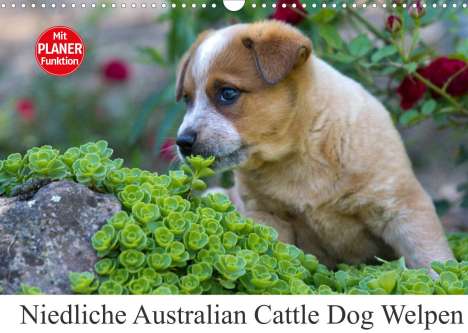 Fotodesign Verena Scholze: Verena Scholze, F: Niedliche Australian Cattle Dog Welpen (W, Kalender