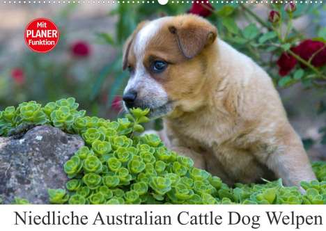 Fotodesign Verena Scholze: Verena Scholze, F: Niedliche Australian Cattle Dog Welpen (W, Kalender