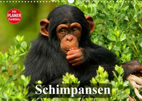 Elisabeth Stanzer: Stanzer, E: Schimpansen (Wandkalender 2022 DIN A3 quer), Kalender