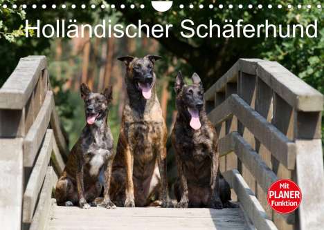 Fotodesign Verena Scholze: Verena Scholze, F: Holländischer Schäferhund (Wandkalender 2, Kalender