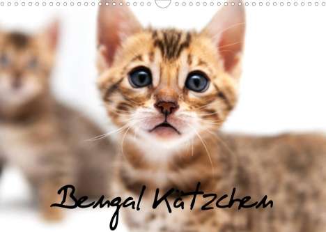 Sylke Enderlein - Bethari Bengals: Enderlein - Bethari Bengals, S: Bengal Kätzchen (Wandkalende, Kalender