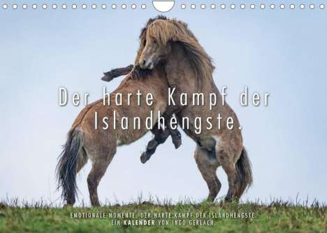 Ingo Gerlach: Gerlach, I: Der harte Kampf der Islandhengste. (Wandkalender, Kalender