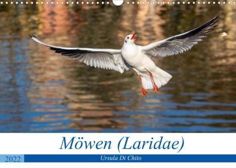 Ursula Di Chito: Di Chito, U: Möwen (Laridae) (Wandkalender 2022 DIN A3 quer), Kalender