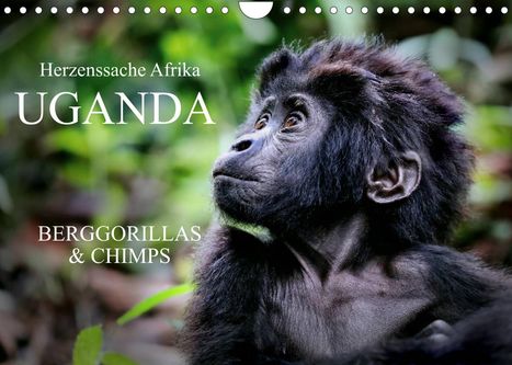 Wibke Woyke: Woyke, W: UGANDA - Berggorillas &amp; Chimps (Wandkalender 2022, Kalender