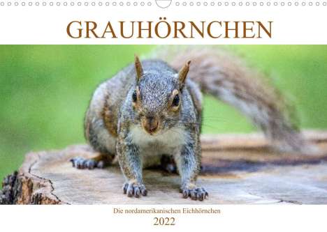 sell@Adobe Stock: Stock, s: Grauhörnchen-Die nordamerikanischen Eichhörnchen (, Kalender