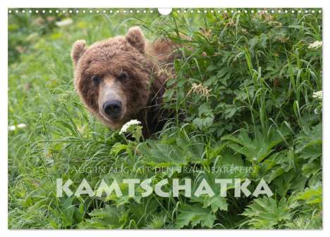 Stephan Peyer: Aug in Aug mit den Braunbären in Kamtschatka (Wandkalender 2024 DIN A3 quer), CALVENDO Monatskalender, Kalender