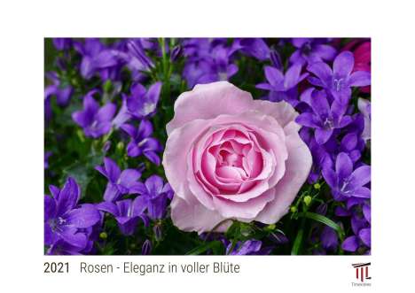 Rosen - Eleganz in voller Blüte 2021 - White Edition - Timokrates Kalender, Wandkalender, Bildkalender - DIN A4 (ca. 30 x 21 cm), Kalender