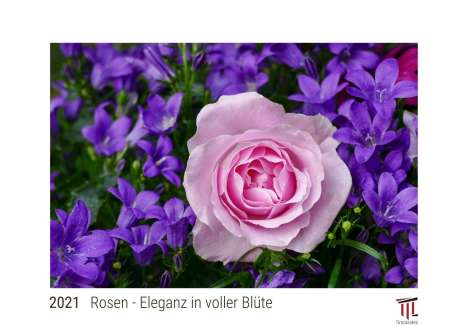 Rosen - Eleganz in voller Blüte 2021 - White Edition - Timokrates Kalender, Wandkalender, Bildkalender - DIN A3 (42 x 30 cm), Kalender