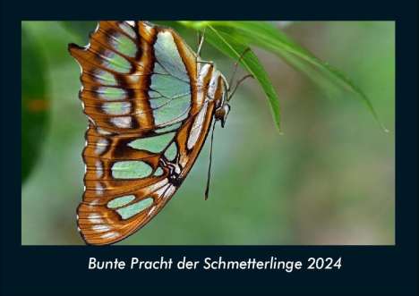 Tobias Becker: Bunte Pracht der Schmetterlinge 2024 Fotokalender DIN A4, Kalender