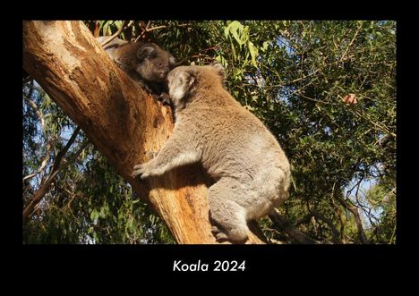 Tobias Becker: Koala 2024 Fotokalender DIN A3, Kalender