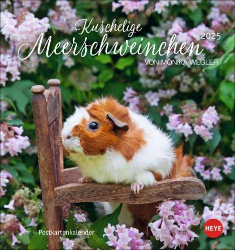 Kuschelige Meerschweinchen Postkartenkalender 2025, Kalender
