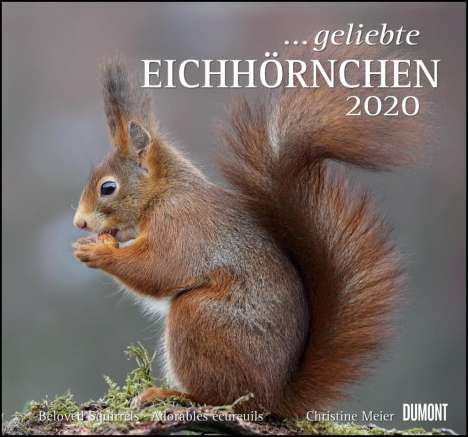 Geliebte Eichhörnchen 2020 - DuMont Wandkalender, Diverse