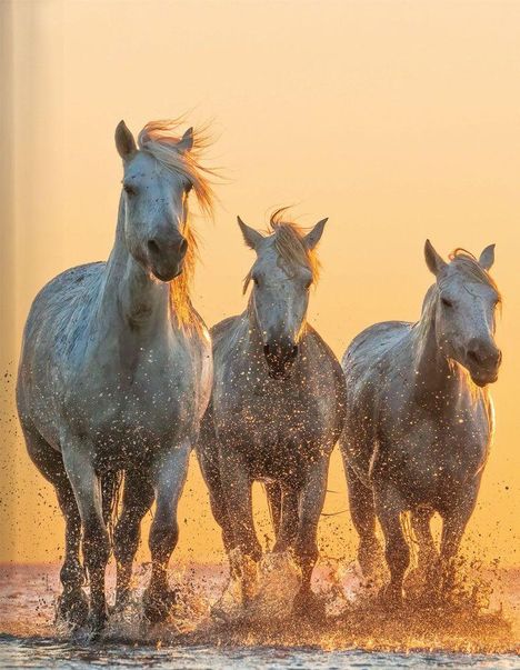 Drei weiße Pferde laufen durch Wasser, spritzende Tropfen, bei goldenem Sonnenuntergangshintergrund.