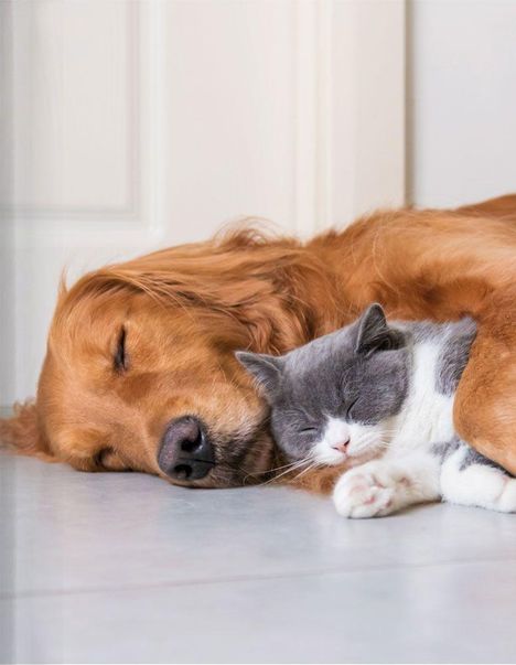 Ein Hund und eine Katze schlafen eng aneinander gekuschelt auf dem Boden.