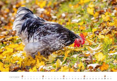 Hühner 2023, Kalender