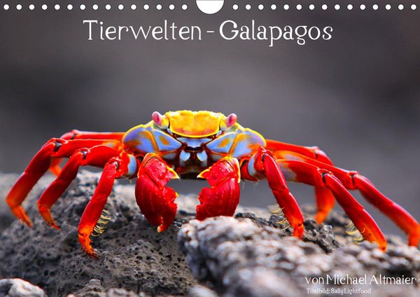 Michael Altmaier Tierwelten Galapagos Wandkalender 21 Din Quer Kalender Jpc